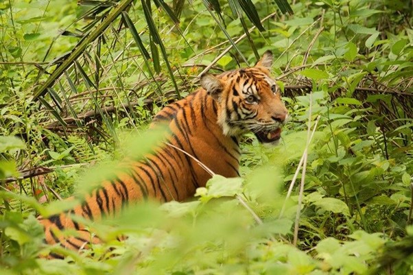 Awal Tahun Warga Dikejutkan Penampakan Jejak Harimau