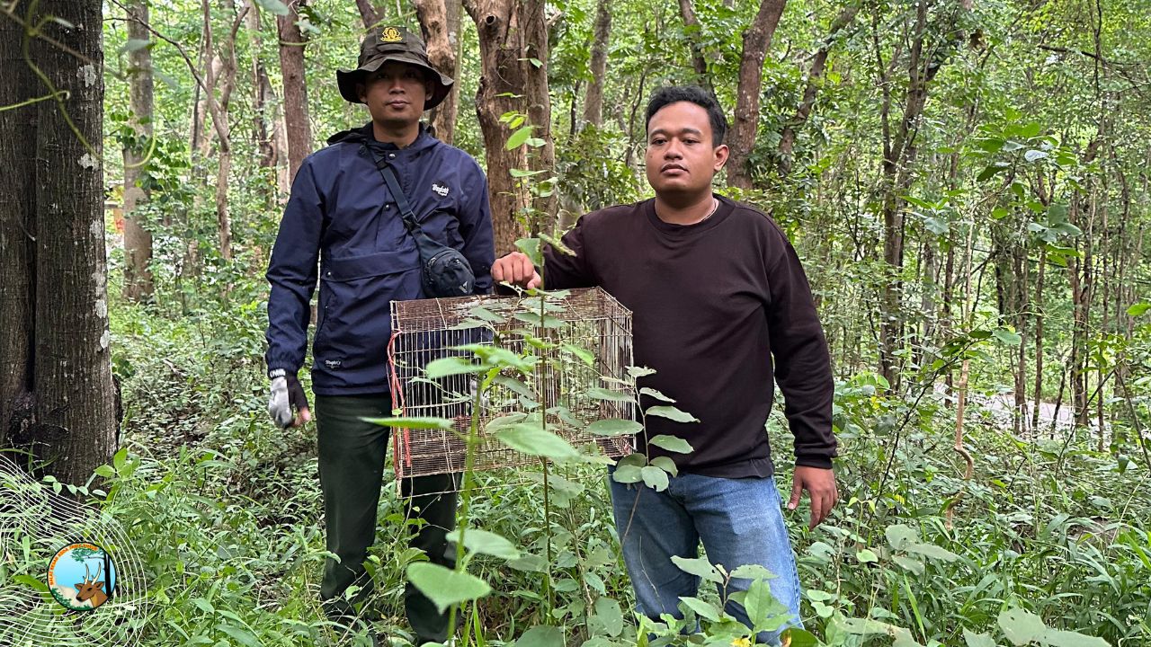 Ditemukan Warga di Tengah Jalan, BBKSDA Jawa Timur Evakuasi Trenggiling yang Dilindungi