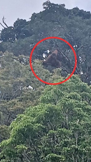 Orangutan Sambangi Ladang Warga di Desa Kuta Gugung