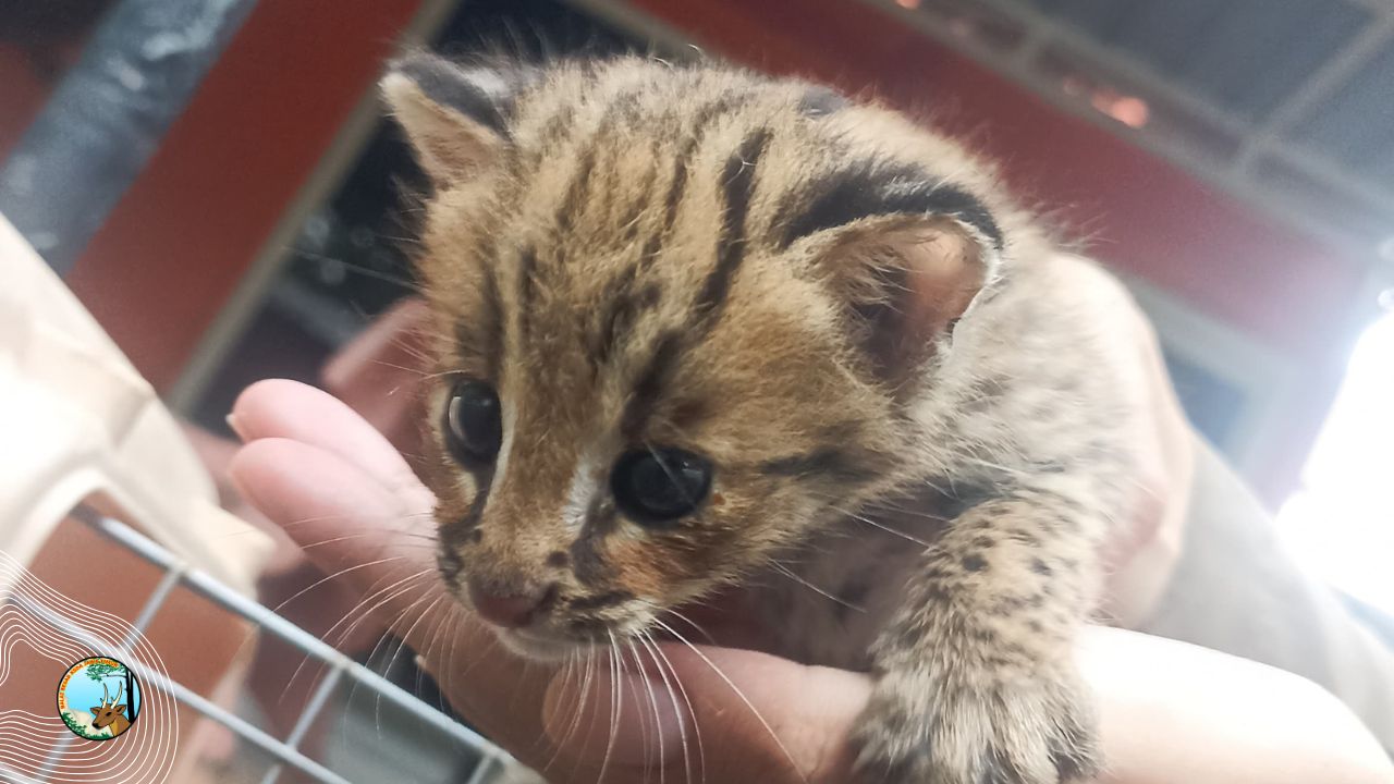 Evakuasi Kucing Kuwuk: Upaya Penyelamatan Satwa Liar Dilindungi di Kabupaten Gresik