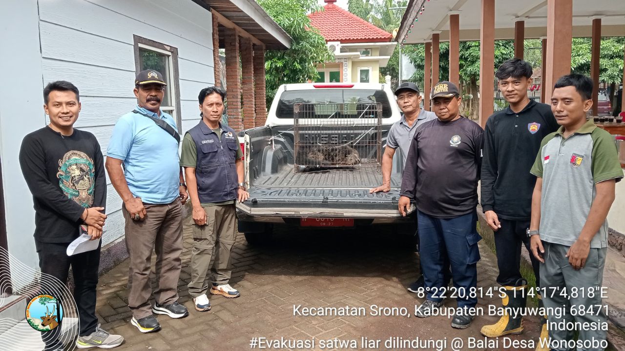 Cerita BBKSDA Jatim Evakuasi Binturong yang Dikira Babi Jadi-Jadian