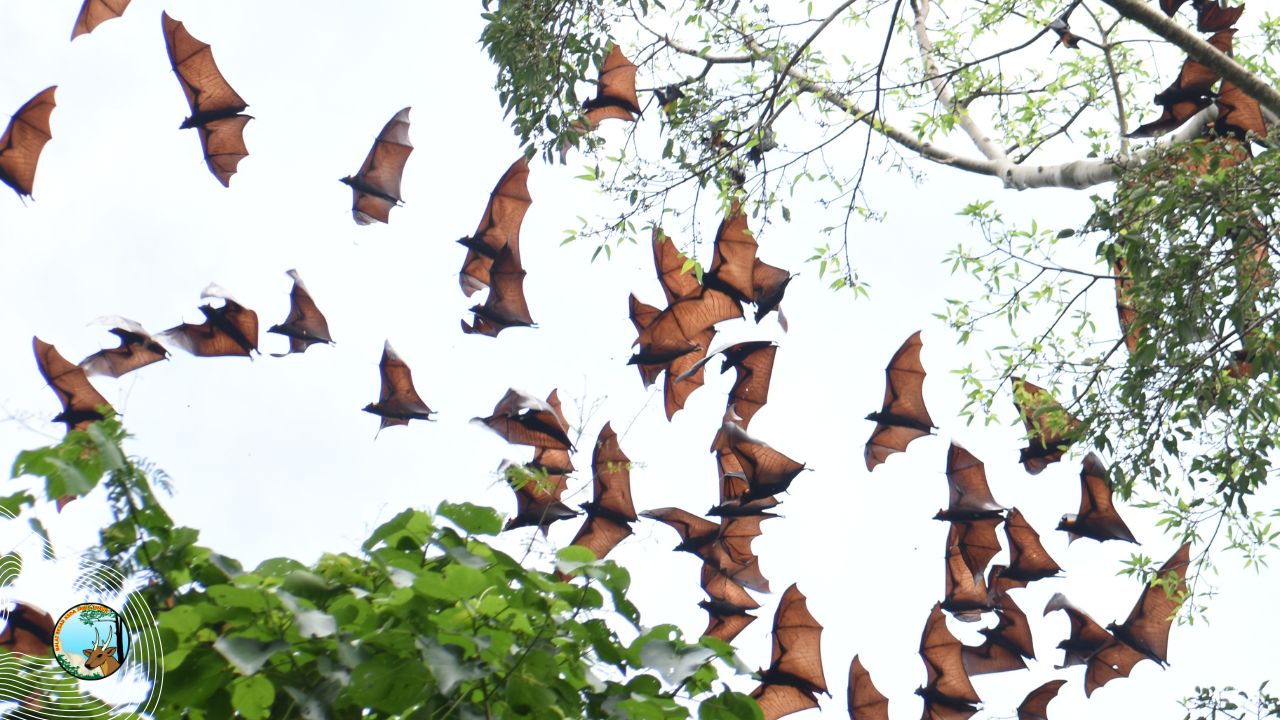 Cagar Alam Manggis Gadungan: Singgasana Ratu Ficus dan Keajaiban Konservasi Indonesia