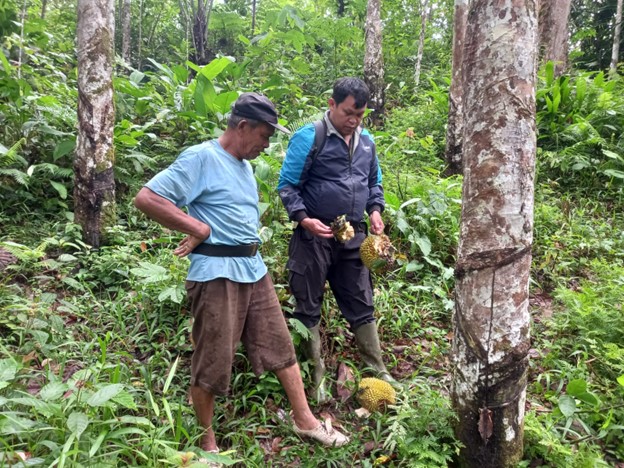 Orangutan Masuk Kebun Warga, Petugas Lakukan Penghalauan