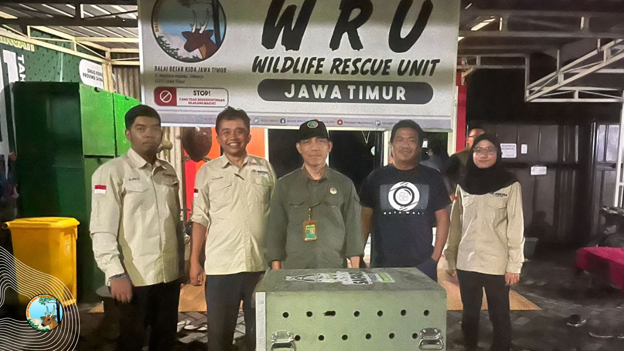 Beruang Kucing Alias Binturong Diserahkan Warga Malang