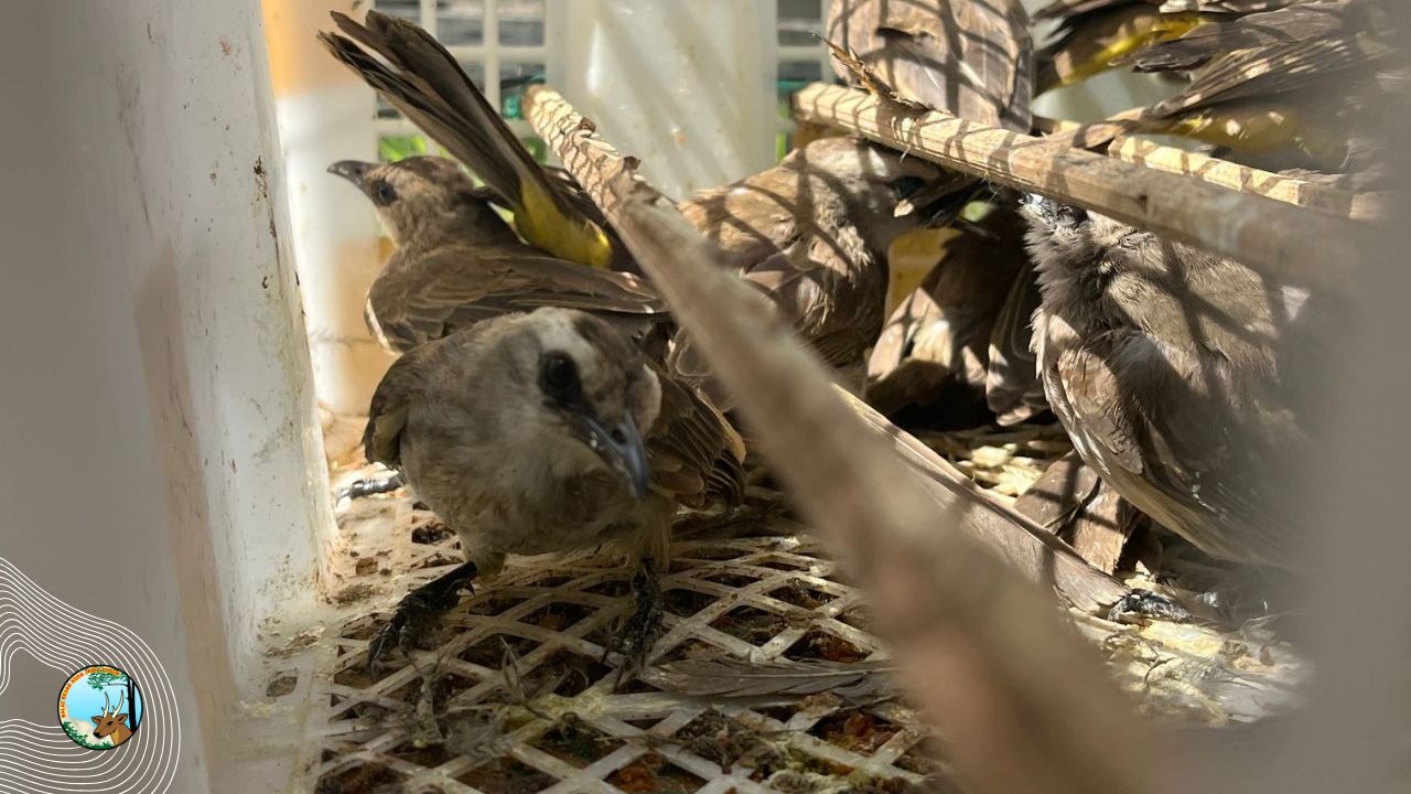 66 Ekor Burung Kiriman dari Bali Dikembalikan ke Habitat Alami di Gunung Ijen