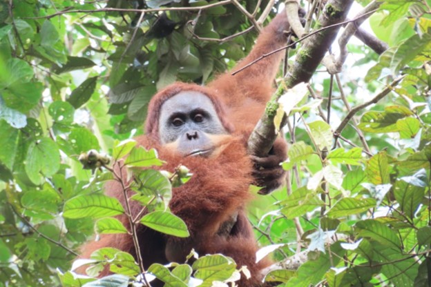 Beasiswa Untuk Penelitian Orangutan