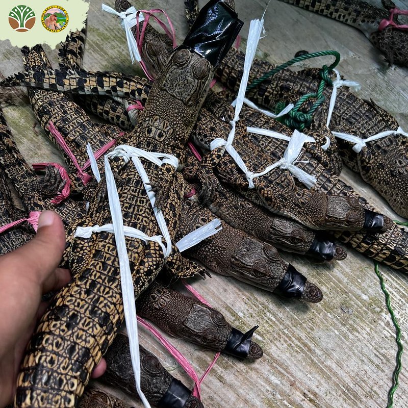 Warga Desa Alkausar Serahkan 14 Ekor Anakan Buaya Muara ke BKSDA Kalsel