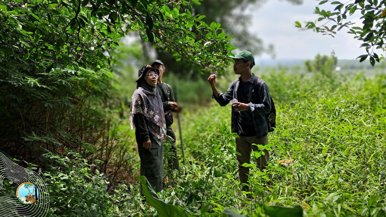 Mencari Cacing Pemakan Bakteri Pada Ficus