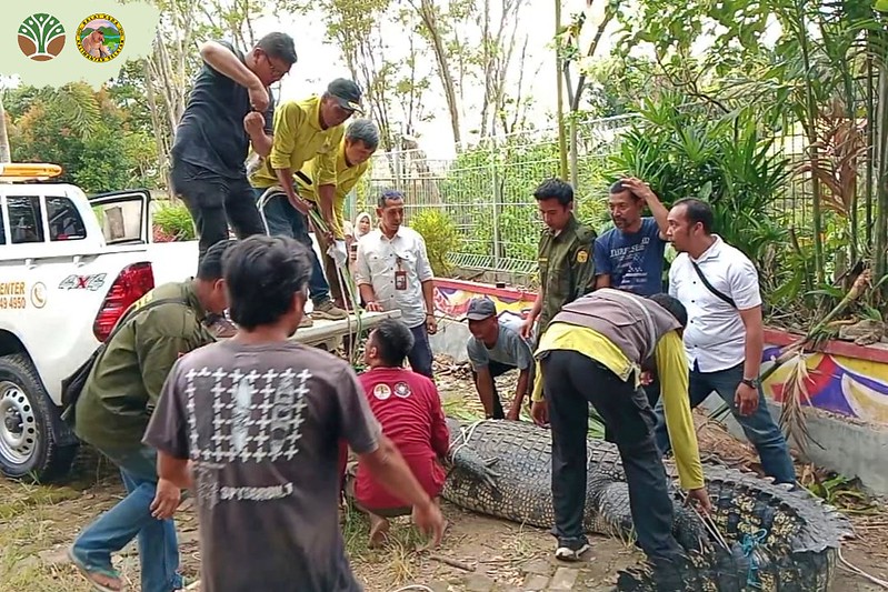 Evakuasi Satwa Dilindungi dari Kebun Binatang Mini Banjarmasin