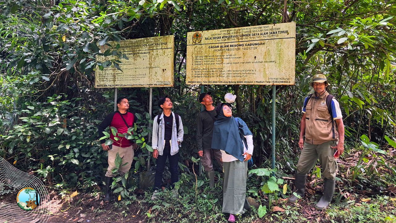 Eksplorasi Cacing Pemakan Bakteri Pada Ficus di CA Besowo Gadungan