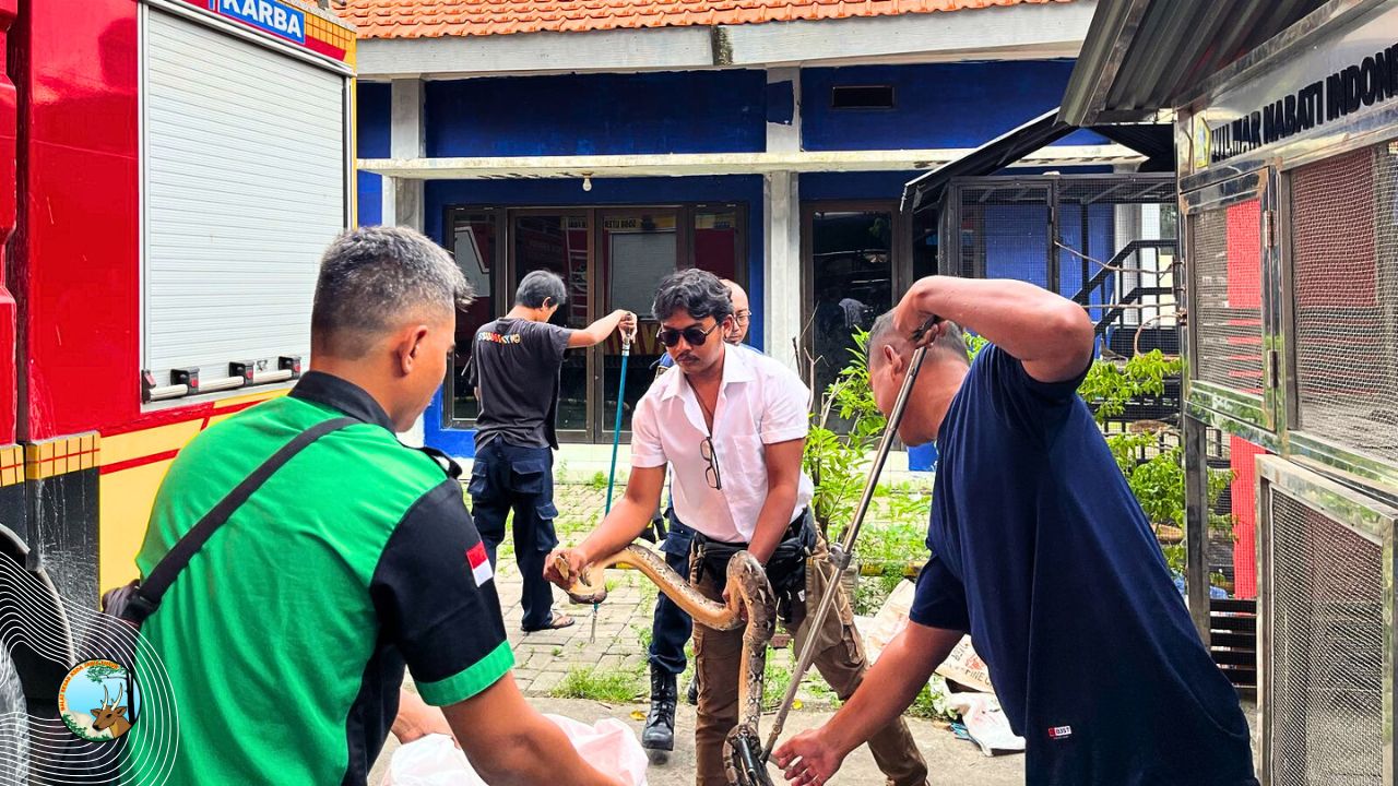 Evakuasi Ular Sanca di Gresik dan Peran “MATAWALI” dalam Mitigasi Konflik Satwa