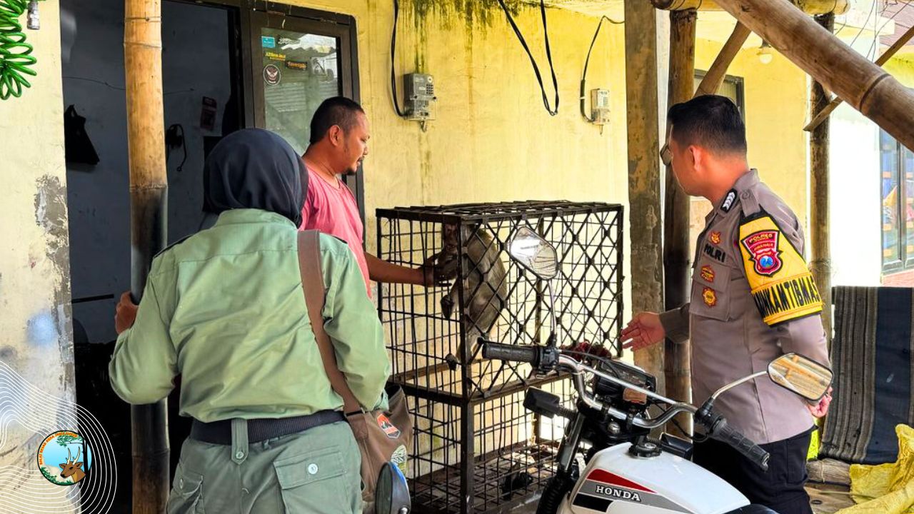 Terpenjara Sepuluh Tahun, Monyet Ekor Panjang di Jember Terjebak Naluri Liar dan Ketergantungan