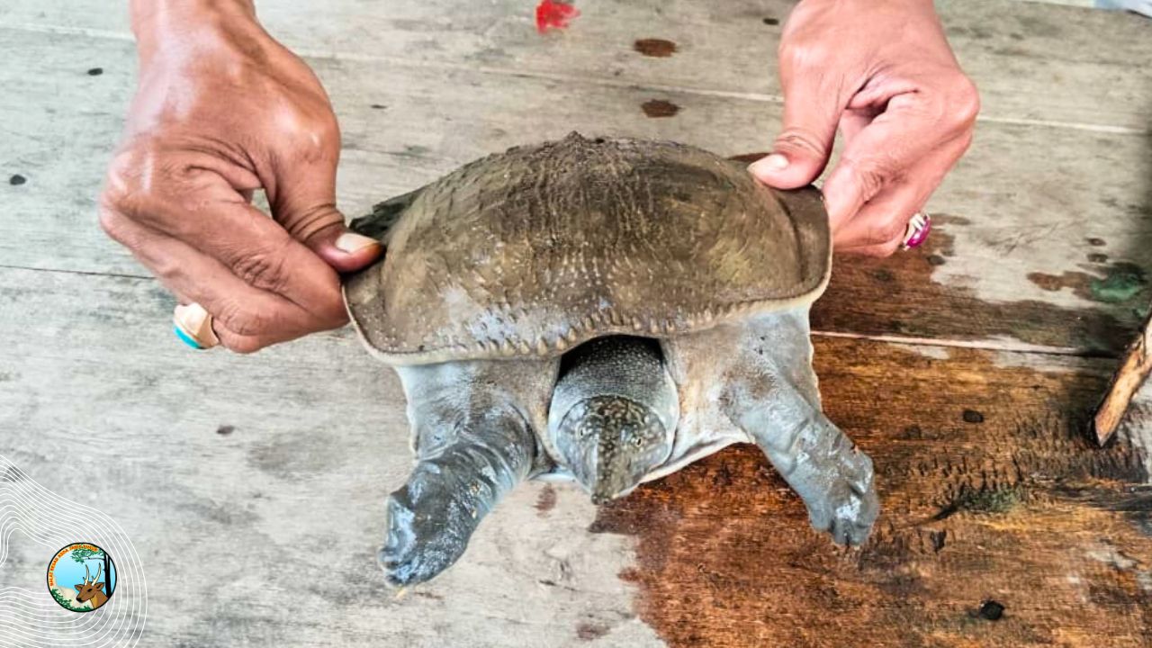 Jejak Terlupakan di Sungai Bawean: Labi-Labi yang Bertahan di Ujung Zaman