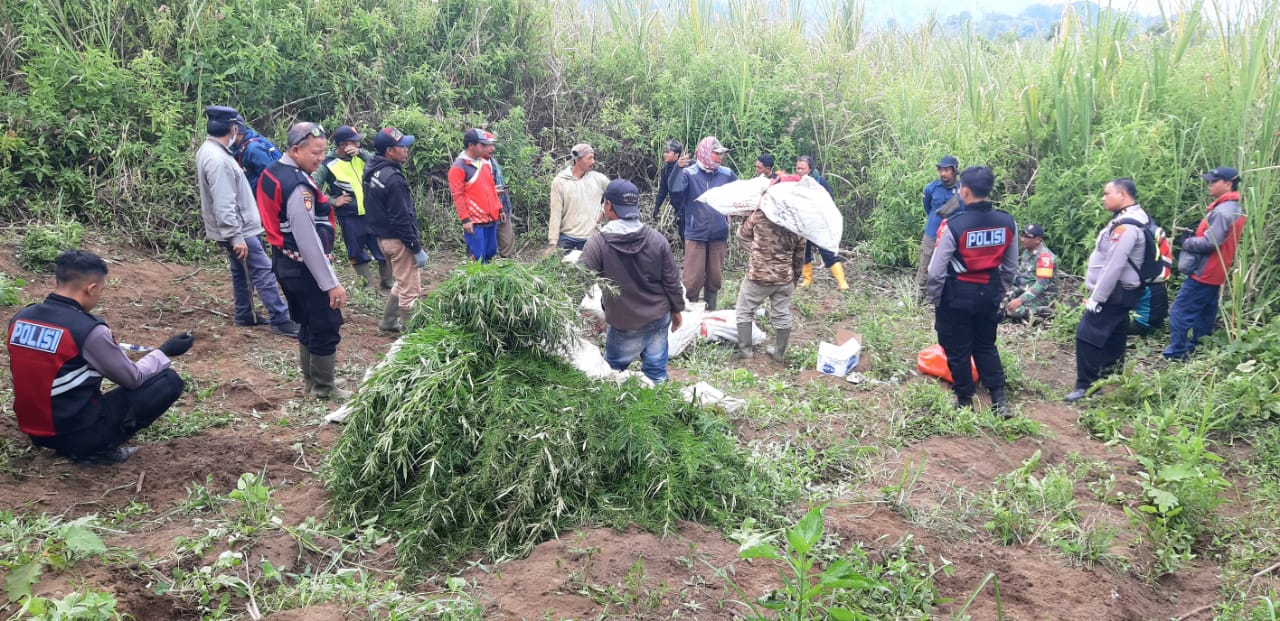 Dirjen KSDAE: Penemuan Tanaman Ganja di Kawasan TN Bromo Tengger Semeru Tidak Ada Kaitan dengan Aturan Drone