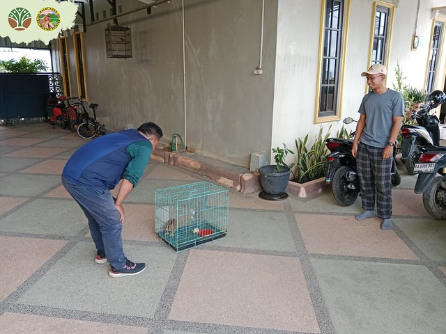 Penyerahan Kukang Kalimantan oleh Warga