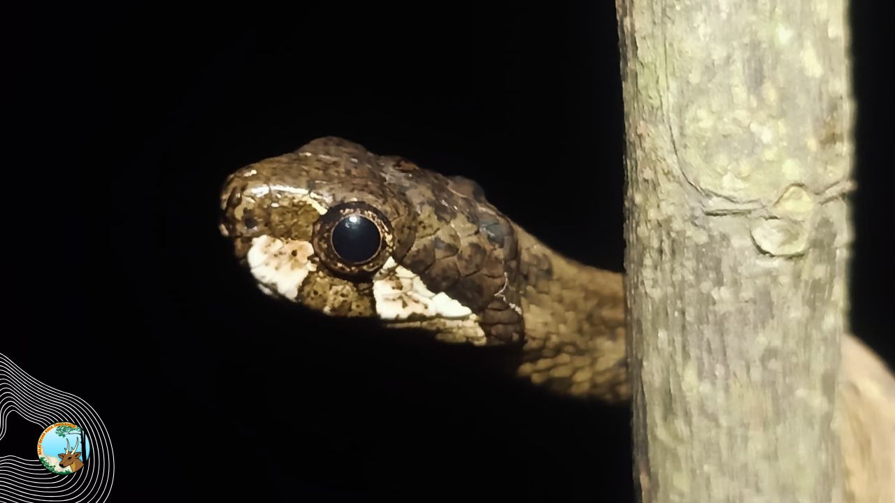 Misteri Ular Siput Di Hutan Claket, Temuan Langka Di Malam Ramadan