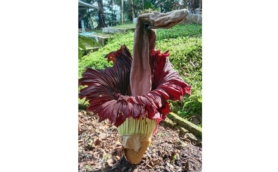 Bunga Bangkai Mekar Lagi di TWA Sibolangit