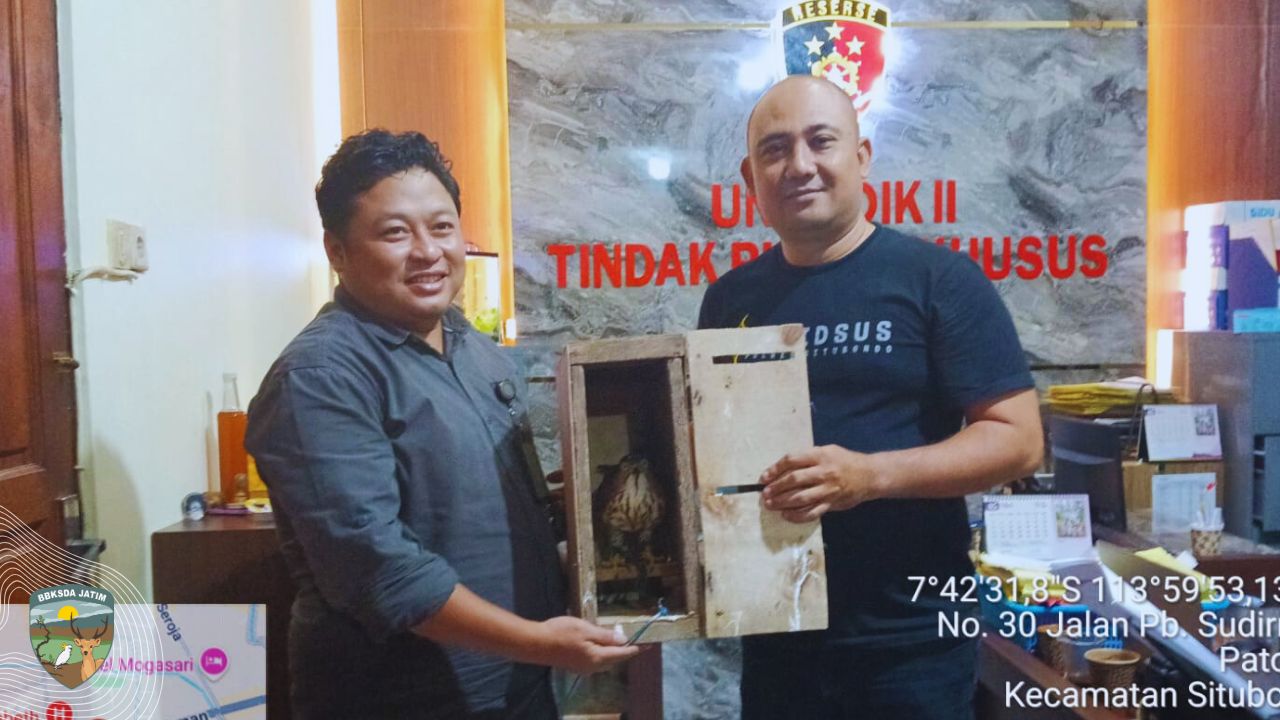 Seekor Elang Alap Jambul Diserahkan ke BBKSDA Jatim, Hasil Perdagangan Ilegal