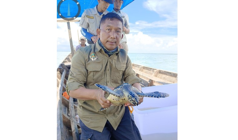 BBKSDA Sumut Lepasliar Penyu Sisik Penyerahan Warga