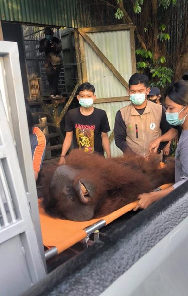BKSDA Kalbar Translokasi Orangutan Unreleaseable ke Pusat Suaka Orangutan Arsari