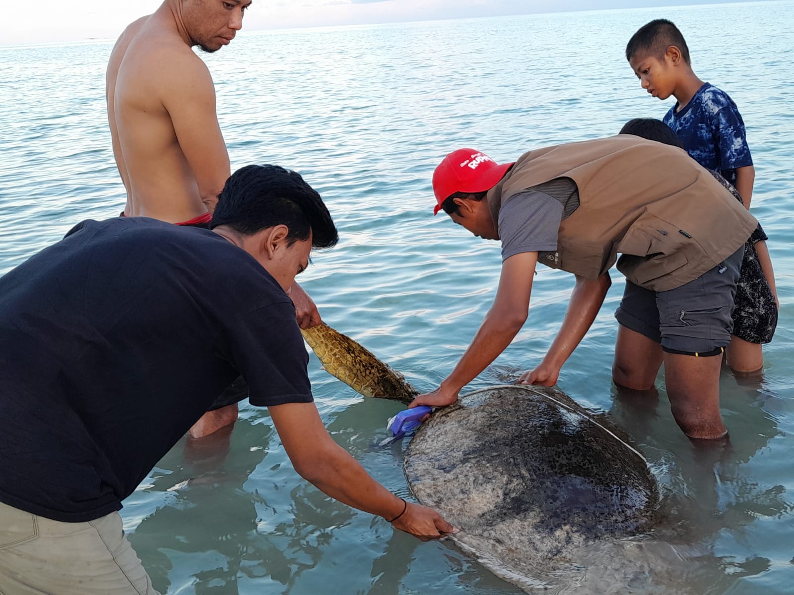 Penyu Hijau Betina Diselamatkan dan Dilepasliarkan di Pantai Lidah