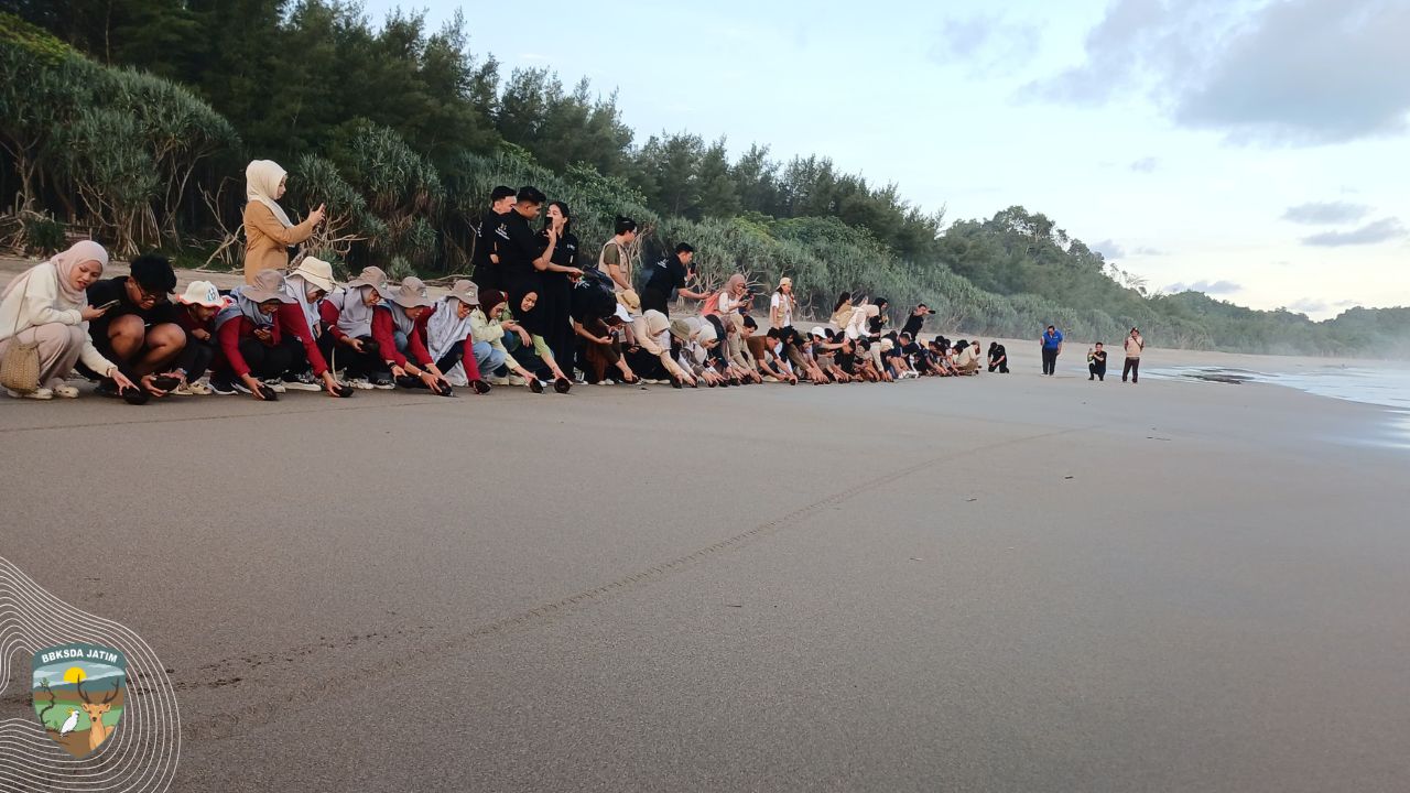 Pelepasliaran Tukik Lekang di Malang, Langkah Pertama Menuju Samudera