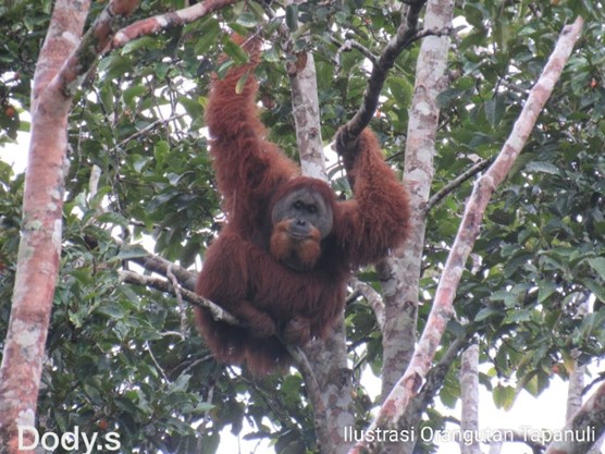 Mitigasi Orangutan Tapanuli Yang Sambangi Kebun Warga