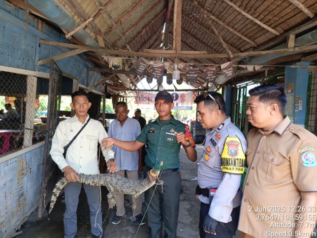 Warga Desa Paluh Manan Serahkan Buaya Muara