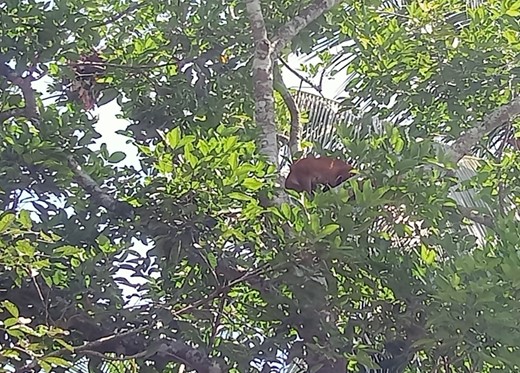Kucing Emas Terjebak Di Pemukiman  Warga, Petugas Halau Agar Kembali Ke Habitatnya