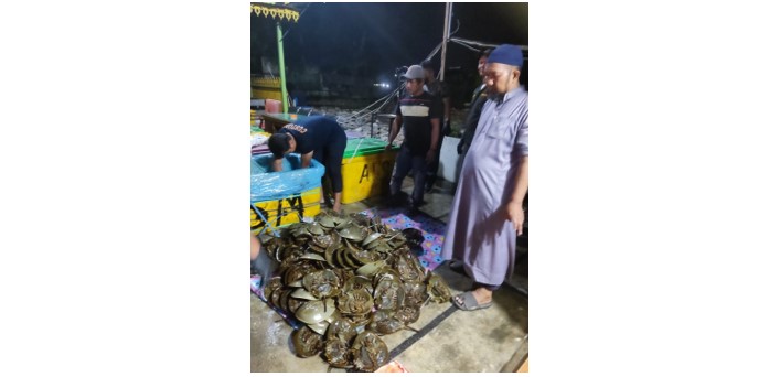 Penyelundupan Belangkas Digagalkan, Barang Bukti Diserahkan Ke BBKSDA Sumatera Utara