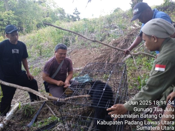 Binturong Terjerat Warga, Petugas Release Kembali Ke Habitatnya