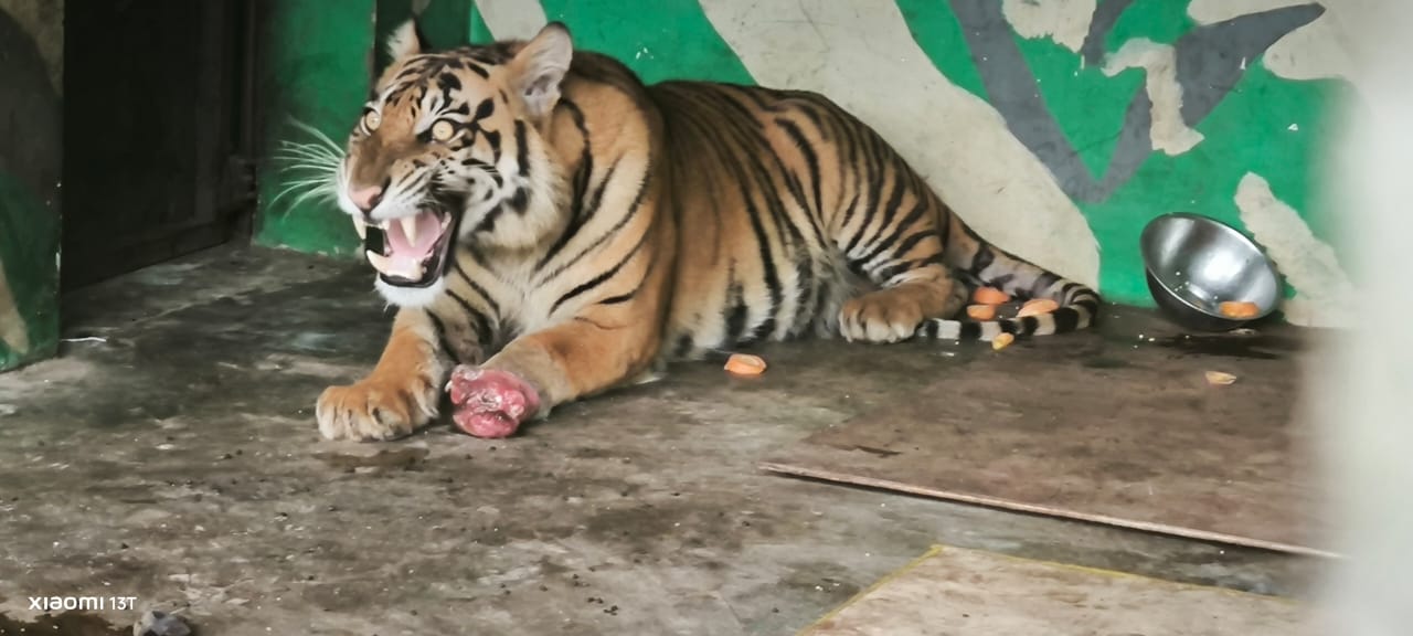 Harimau Sumatera Korban Jerat dari Desa Suo-Suo Meninggal Dunia, Diduga Terinfeksi Virus Panleukopenia