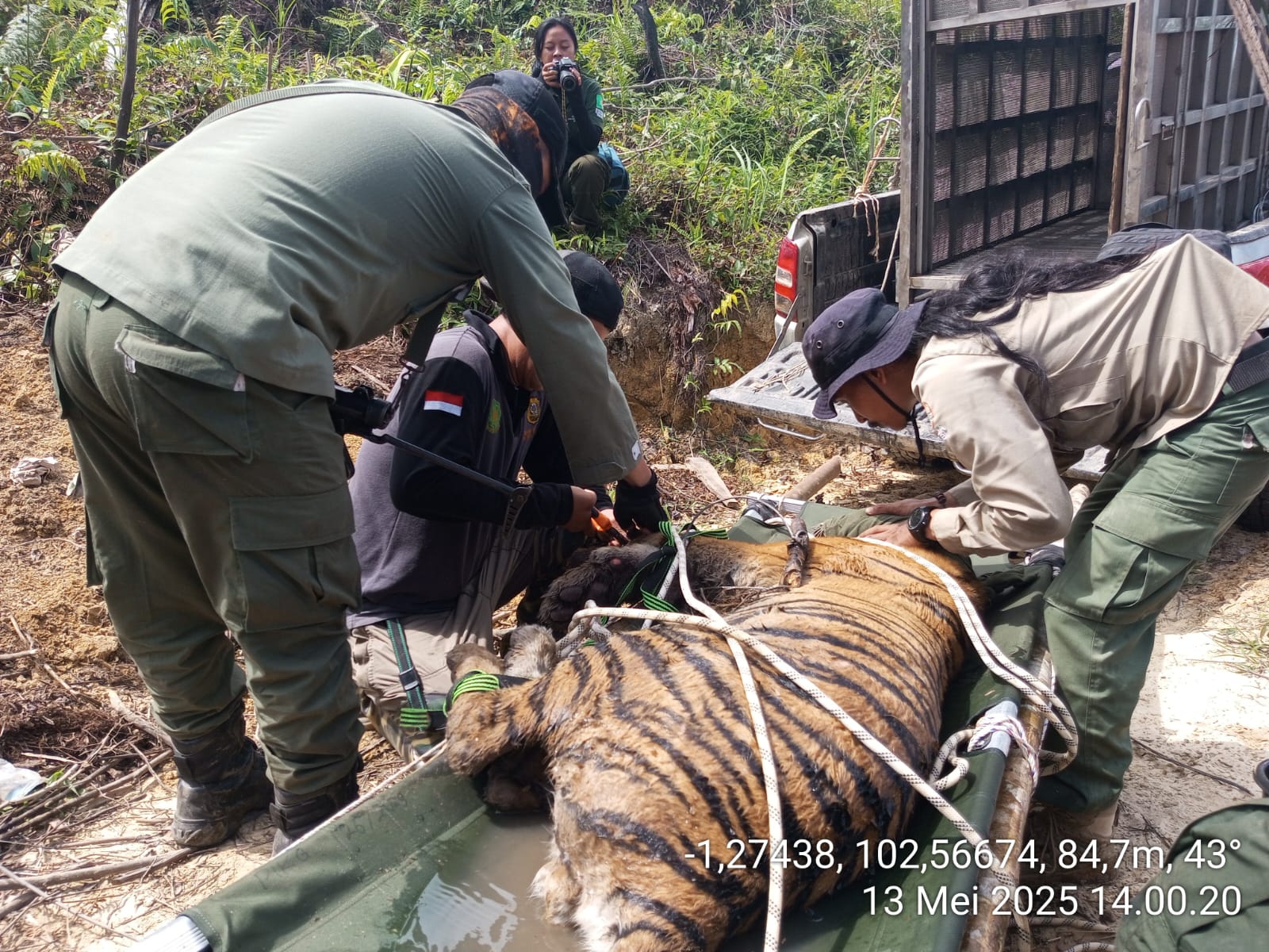 BKSDA Jambi Evakuasi Harimau Sumatera Terjerat Bersama Tim Gabungan