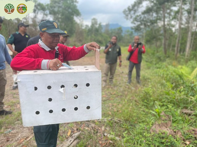 BKSDA Kalsel Lepas Liar 5 Individu Satwa Dilindungi di Hutan Lindung