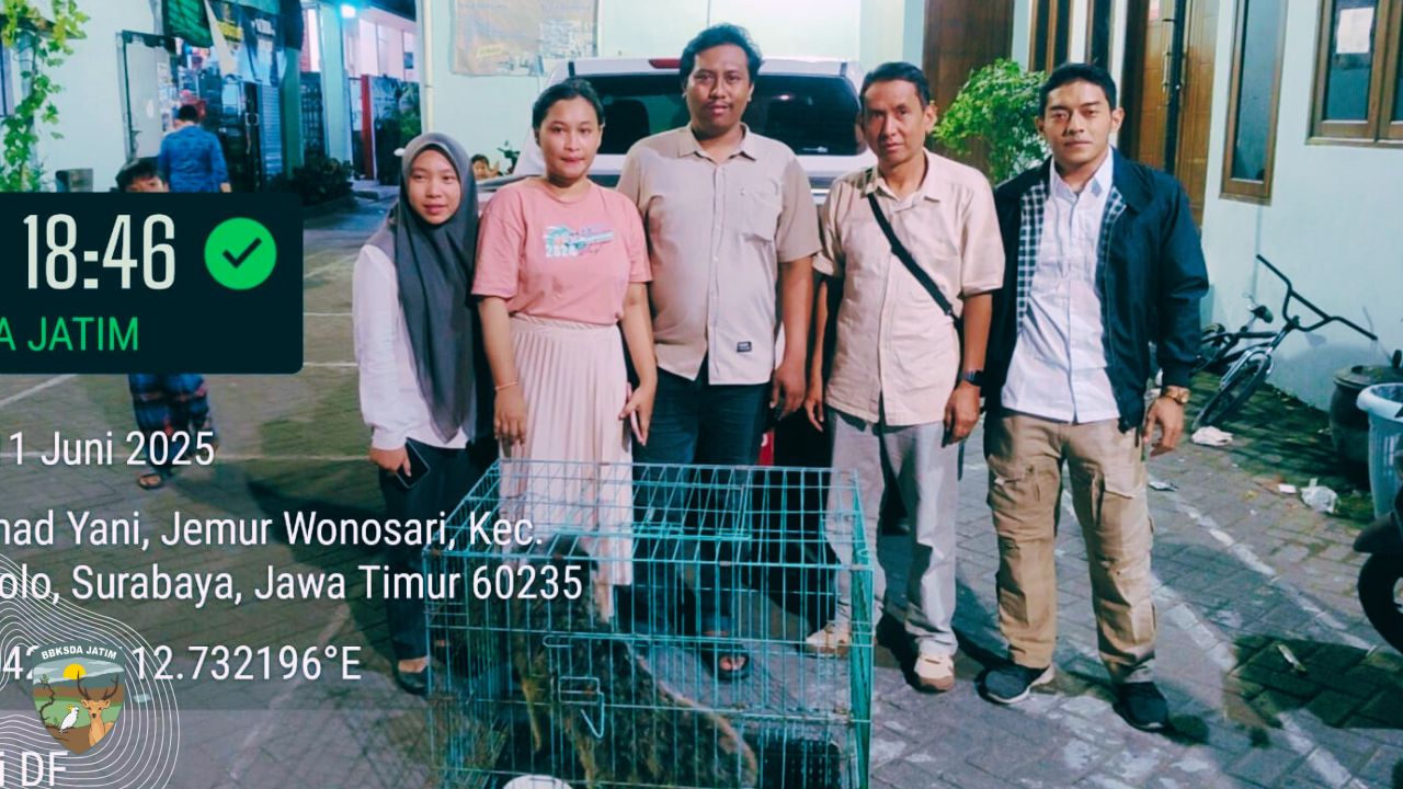 Warga Surabaya Sukarela Serahkan Binturong, BBKSDA Jatim Lakukan Evakuasi dan Rehabilitasi