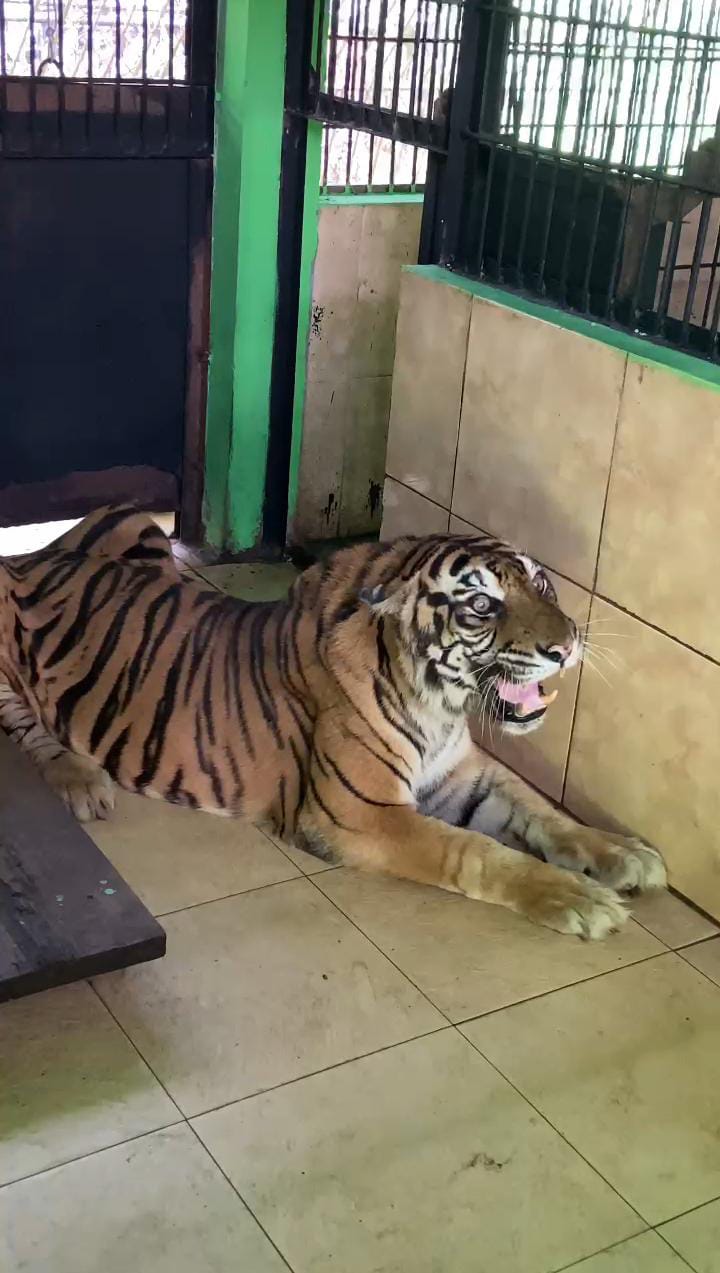 Harimau Sumatera “Uni” Tutup Usia di LK Taman Rimbo