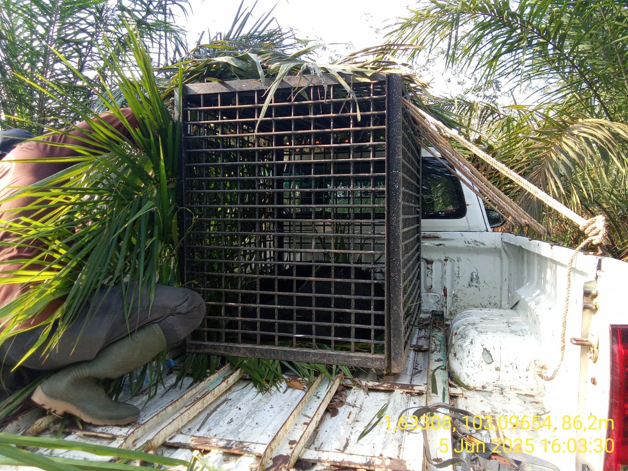 Beruang Madu Terjerat, BKSDA Jambi Bergegas Evakuasi