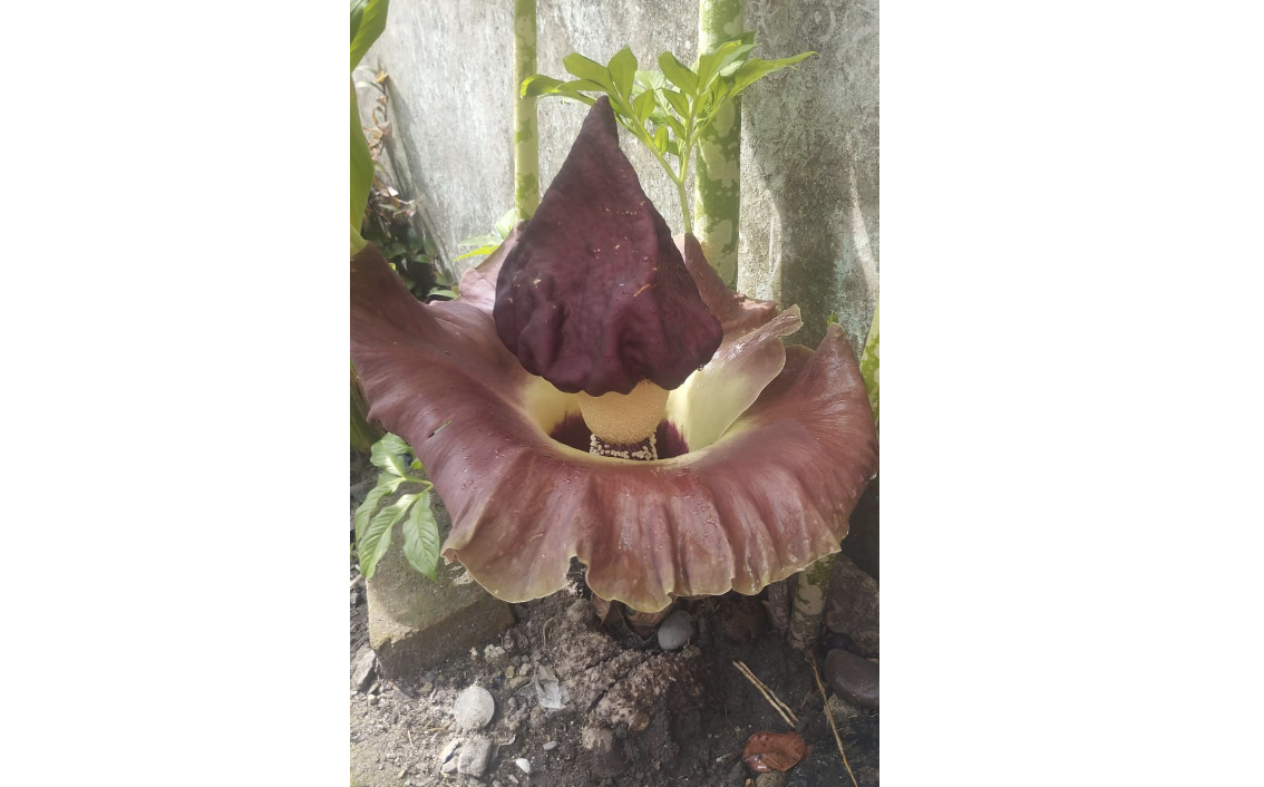 Bunga Bangkai Nan Cantik Mekar di Halaman Rumah Warga