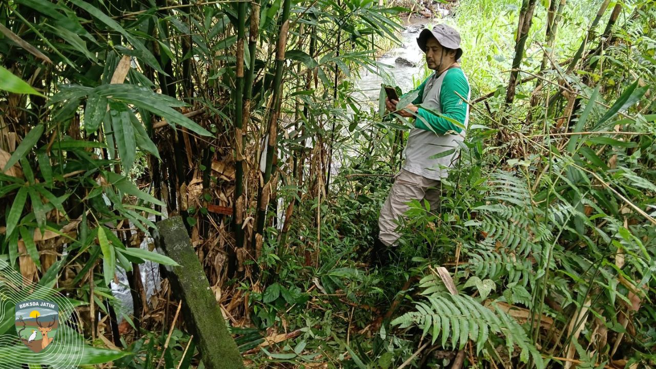Jejak Rimba dari Songgon