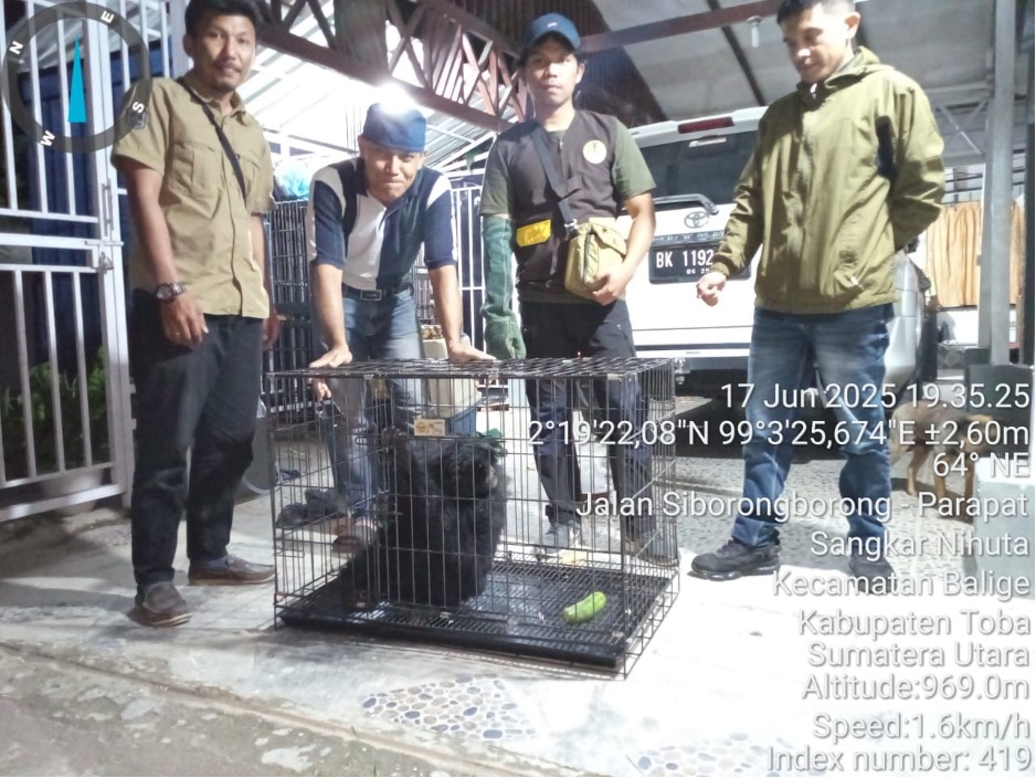 Evakuasi Siamang Yang Diamankan Warga
