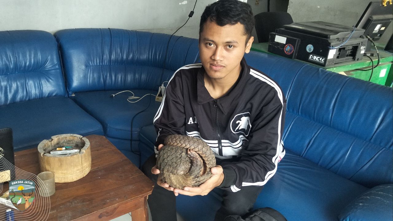 Cerita Si Manis javanica, Makhluk dibalik Plafon
