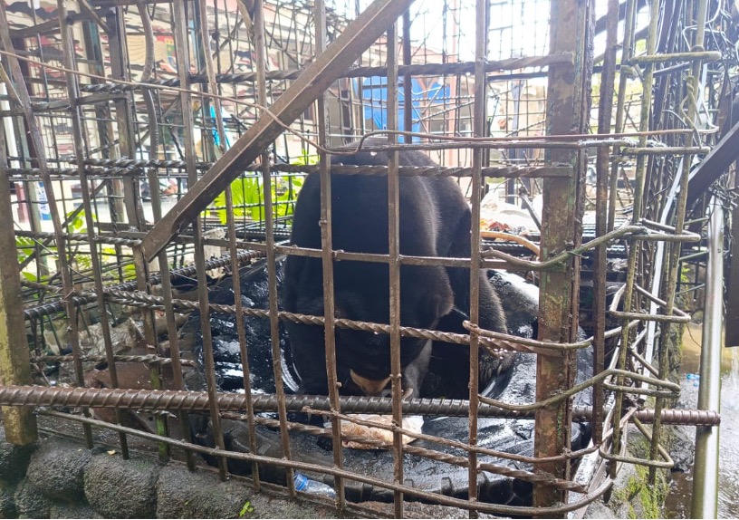 Petugas Evakuasi Beruang Madu Penyerahan Warga