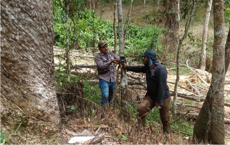 Kurangi Keresahan Warga, Petugas Pasang Kamera Trap Di Lokasi  Dugaan Perjumpaan Si Raja Hutan