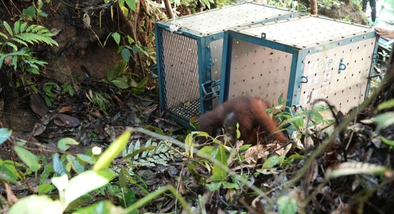 Dua Individu Orangutan Hasil Rehabilitasi Dilepasliarkan, Wujud Konservasi Inklusif Bersama Masyarakat