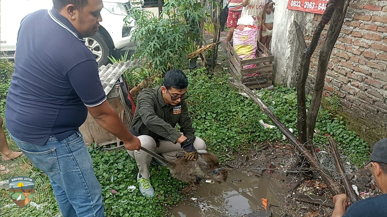 Monyet Peliharaan Warga Dititipkan ke Tim Matawali BBKSDA Jatim, Sempat Menyerang