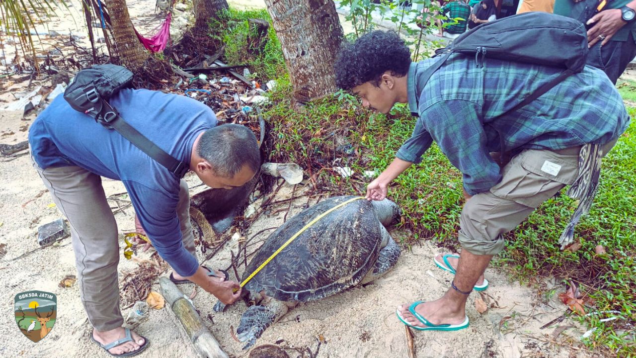 Penyu Hijau Terdampar di Pasir Terosan