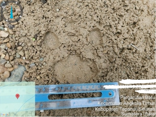 Warga Temukan Jejak Kaki Satwa Diduga Harimau Sumatera, Petugas Lakukan Pengecekan