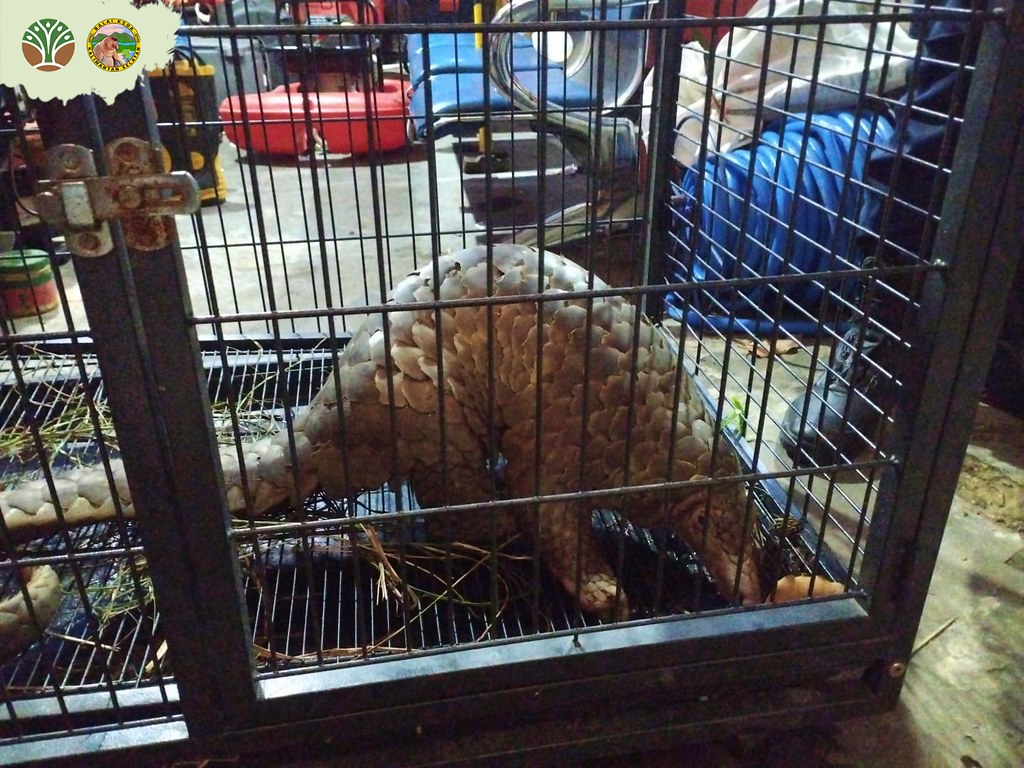Trenggiling Masuk Rumah Warga di Cempaka Putih, BKSDA Kalsel Evakuasi Satwa