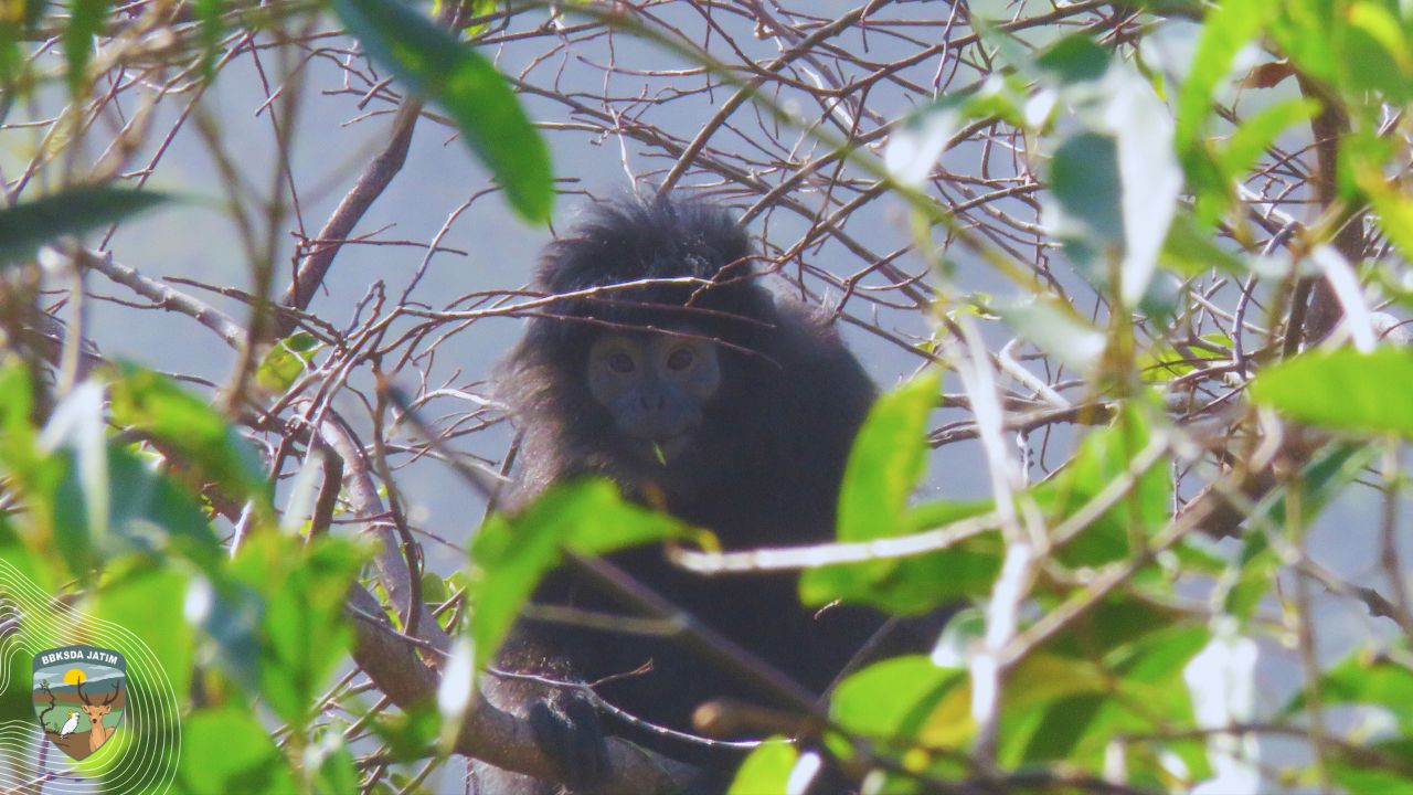 Sambut HKAN 2025, Tiga Lutung Jawa Meniti Jalan Pulang di Nusa Barung