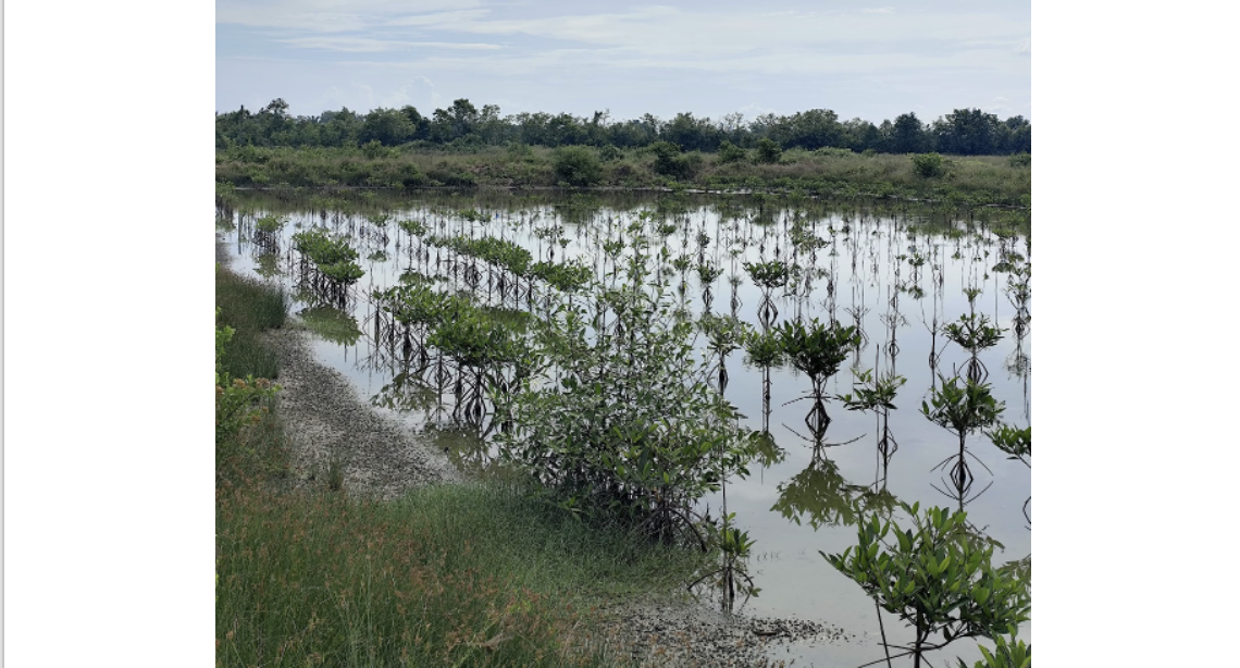 Rehabilitasi Mangrove di SM Karang Gading dan Langkat Timur Laut: Komitmen Pemulihan Ekosistem Pesisir